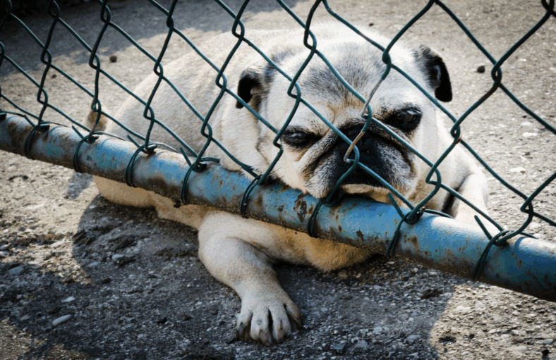 Over 50 Animals Rescued From Neglect—Now the Public Demands Justice